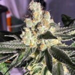Blue Grape Fuel Regular By Old School Genetics