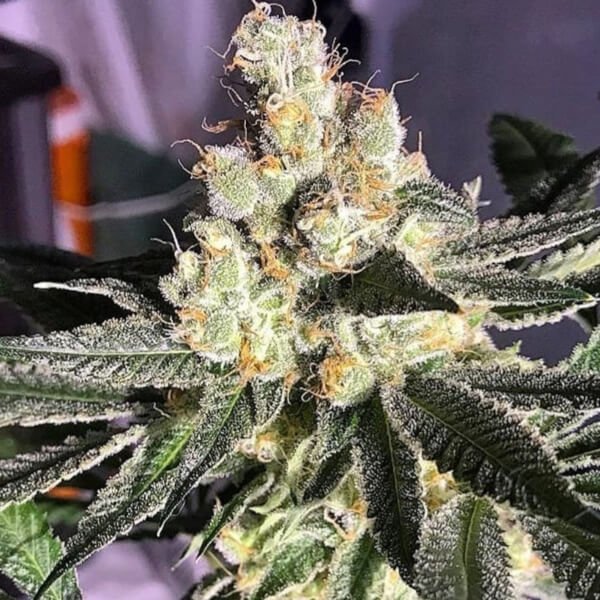 blue-grape-fuel-6-seeds.jpg Blue Grape Fuel Regular By Old School Genetics - Image 1
