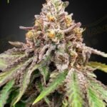 Blue Haze X Gelato 41 Auto Autoflower By Green House Seeds
