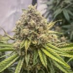 Blue Kachina Feminized By Conscious Genetics