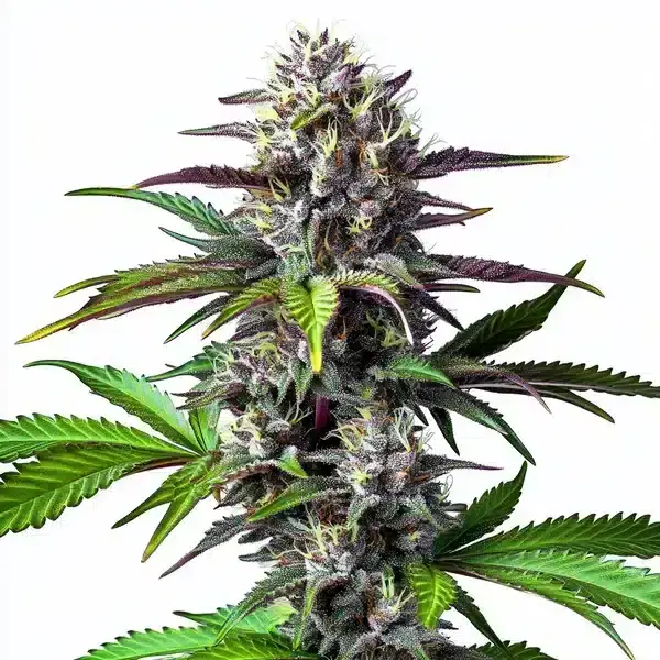 blue-lobster-3-seeds Blue Lobster Feminized By Blimburn Seeds - Image 1