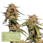 Blue Moby Feminized By Seedstockers