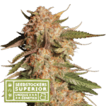 Blue Moby Auto Autoflower By Seedstockers