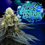 Blue Peach Feminized By Perfect Tree