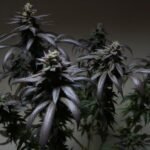Blue Sherbert S1 Feminized By The Plug Seedbank