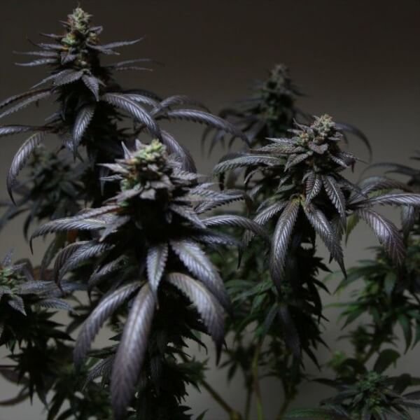 blue-sherbert-s1-6-seeds.jpg Blue Sherbert S1 Feminized By The Plug Seedbank - Image 1