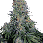 Blue Skunk Feminized By Sensi Seeds