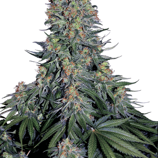 blue-skunk-31-seeds.png Blue Skunk Feminized By Sensi Seeds - Image 1