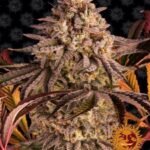 Blue Sunset Sherbert Feminized By Barneys Farm