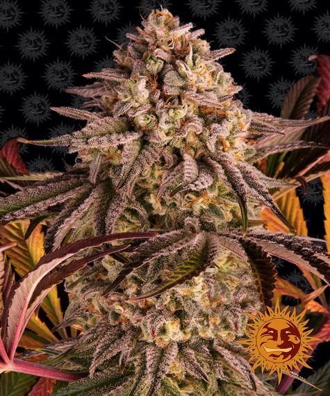 blue-sunset-sherbert-1-seed.jpg Blue Sunset Sherbert Feminized By Barneys Farm - Image 1