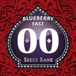 Blueberry Fast Feminized By 00 Seeds Bank