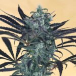 Blueberry Headband Feminized By Humboldt Seed Organization