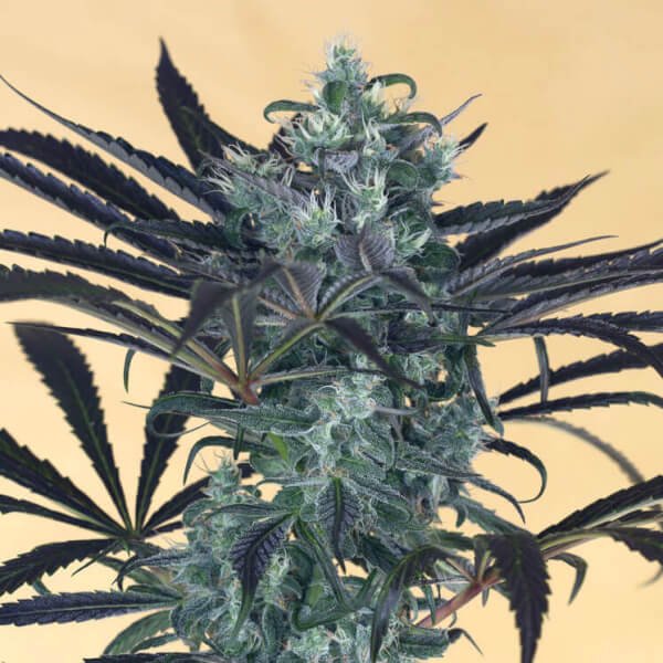 blueberry-headband-3-seeds.jpg Blueberry Headband Feminized By Humboldt Seed Organization - Image 1