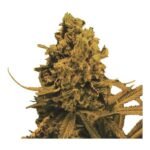 Blueberry Kush Auto Autoflower By Nirvana