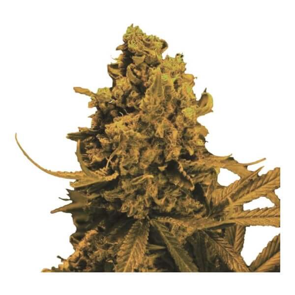 blueberry-kush-auto-5-seeds.jpg Blueberry Kush Auto Autoflower By Nirvana - Image 1