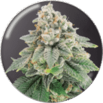 Bluehell Cbd Feminized By Medical Seeds