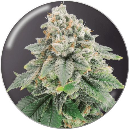 bluehell-cbd-3-seeds.png Bluehell Cbd Feminized By Medical Seeds - Image 1