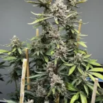 Bluemosa S1 Feminized By Mosca Seeds