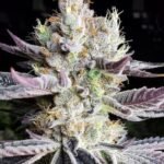 Booberry Cookies Rbx Feminized By Ethos Genetics