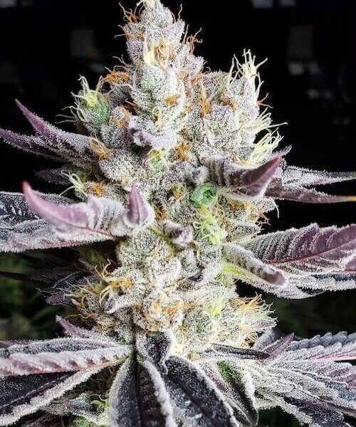booberry-cookies-rbx-5-seeds.jpg Booberry Cookies Rbx Feminized By Ethos Genetics - Image 1