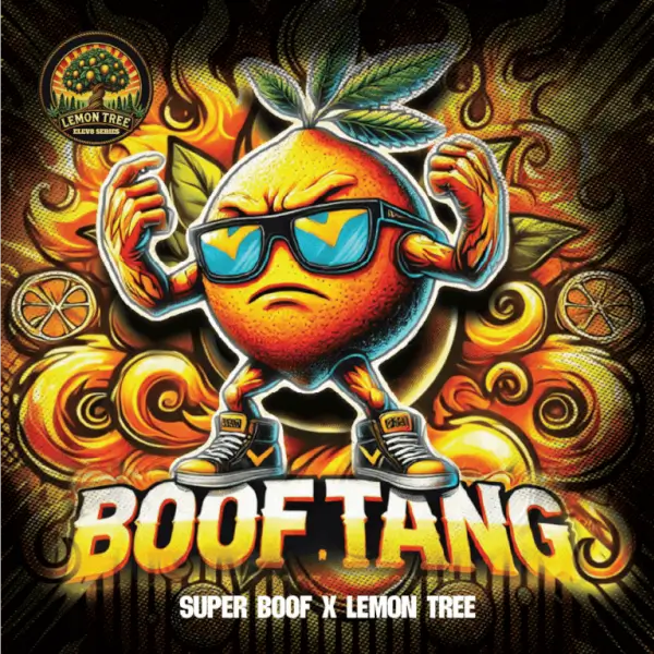 boof-tang-3-seeds Boof Tang Feminized By Elev8 Seeds - Image 1