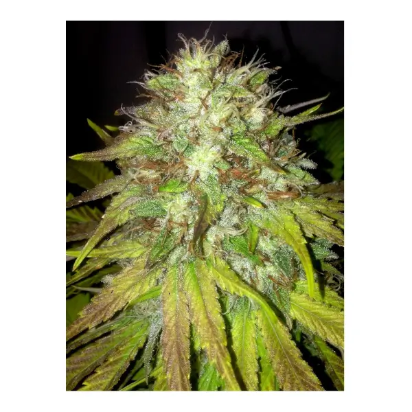 boss-hogg-auto-6-seeds Boss Hogg Auto Autoflower By The Cali Connection - Image 1