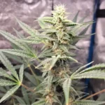 Brain Damage Feminized By Growers Choice