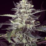 Brain Stroke Auto Autoflower By High Speed Buds