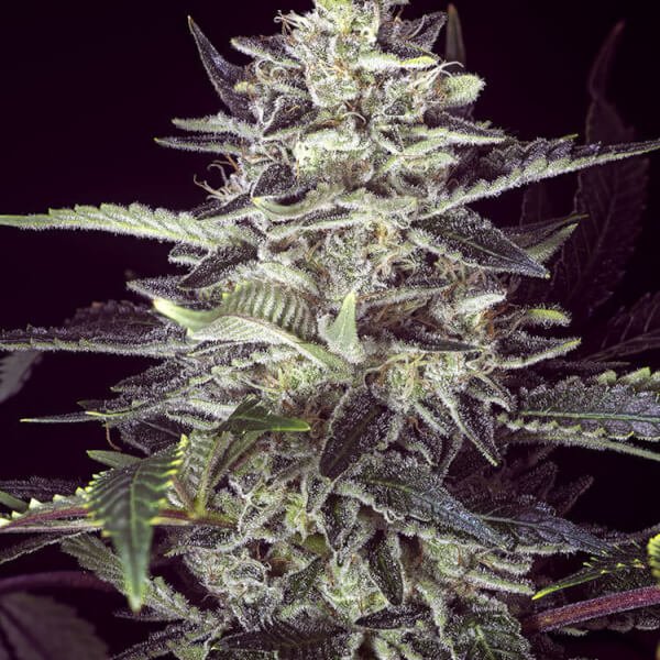 brain-stroke-auto-1-seed.jpg Brain Stroke Auto Autoflower By High Speed Buds - Image 1