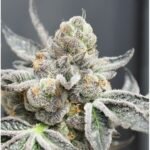 Brake Pad Breath Feminized By Ripper Seeds