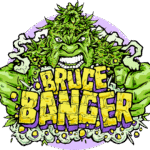 Bruce Banger Feminized By Seedsman