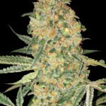 Bruce Banner Feminized By Advanced Seeds