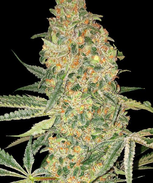 bruce-banner-1-seed.jpg Bruce Banner Feminized By Advanced Seeds - Image 1