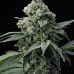 Bruce Banner Feminized By Seedstockers
