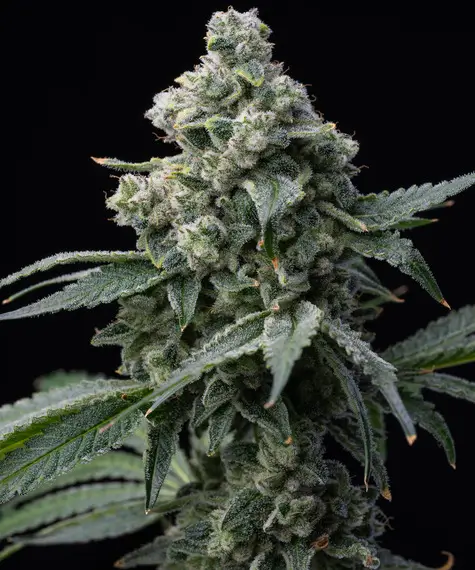 bruce-banner-3-seeds Bruce Banner Feminized By Seedstockers - Image 1