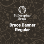 Bruce Banner Regular By Philosopher Seeds
