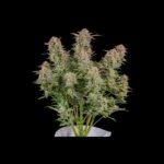 Bruce Banner Auto Autoflower By Fast Buds