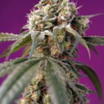 Bruce Banner Auto Autoflower By Sweet Seeds