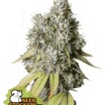 Bruce Banner Auto Autoflower By Seedstockers