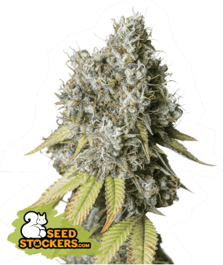 bruce-banner-auto-3-seeds.png Bruce Banner Auto Autoflower By Seedstockers - Image 1