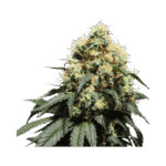 Bruce Lemon Diesel Feminized By Super Sativa Seed Club
