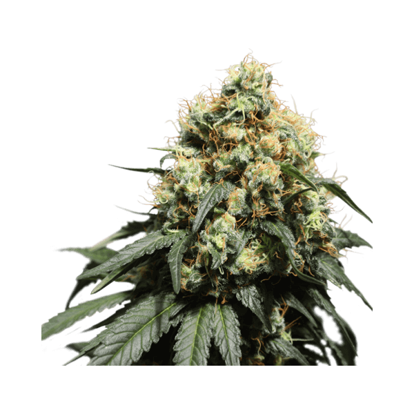 bruce-lemon-diesel-3-seeds.png Bruce Lemon Diesel Feminized By Super Sativa Seed Club - Image 1