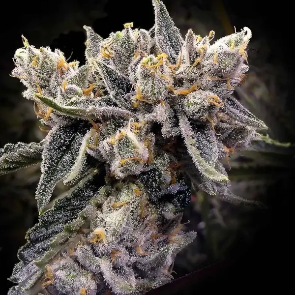 bruised-bananas-5-seeds Bruised Bananas Feminized By Dna Genetics - Image 1