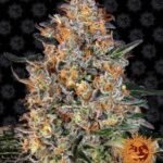 Bubba Kush Feminized By Barneys Farm