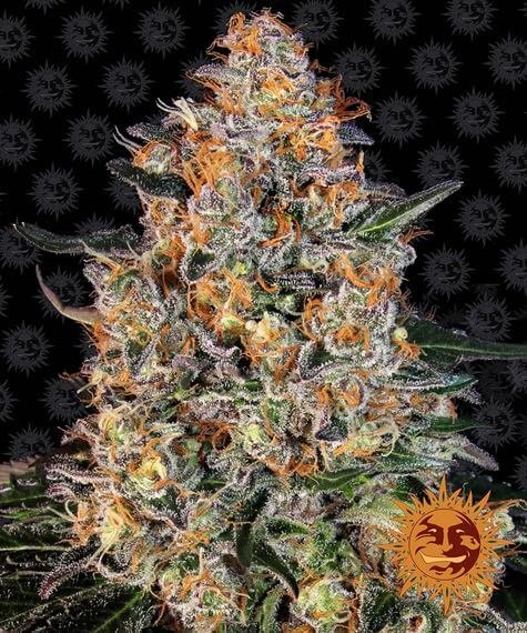 bubba-kush-1-seed.jpg Bubba Kush Feminized By Barneys Farm - Image 1