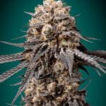 Bubba'S Gift Feminized By 00 Seeds Bank