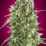 Bubble Gum Cbd Feminized By 00 Seeds Bank