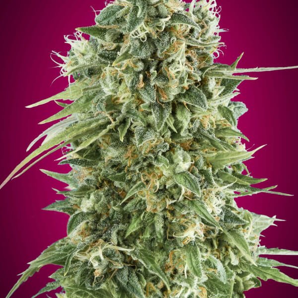 bubble-gum-cbd-5-seeds.jpg Bubble Gum Cbd Feminized By 00 Seeds Bank - Image 1