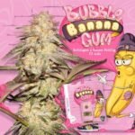 Bubblebananagum Feminized By T.H. Seeds