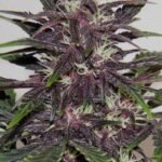 Buddha Purple Kush Auto Autoflower By Buddha Seeds